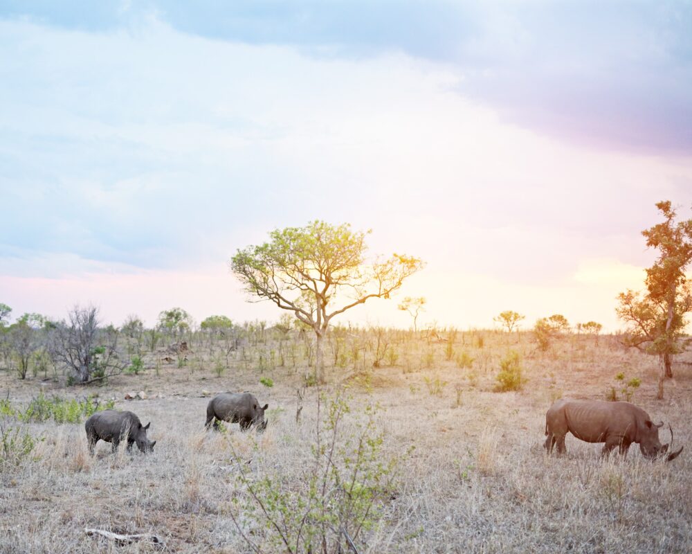 days-end-in-the-wild-shot-of-rhinos-in-their-natu-2025-04-06-12-49-18-utc