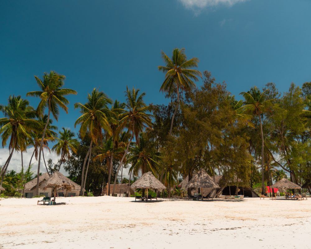 palm-trees-growing-on-sandy-beach-in-zanzibar-tan-2025-09-08-11-30-07-utc